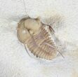 Scare Cyphaspis Carrolli Trilobite - Oklahoma #50973-3
